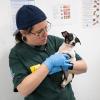 Humane World for Animals and Operation Kindness provide care and veterinary exams on Feb. 4th, 2026 for animals rescued on Feb. 3rd, during an alleged neglect case in Runnels County, TX. The rescue was conducted by Humane World for Animals in conjunction with the Runnels Co. Sheriff's Office.