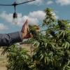 CEO of Hometown Hero, Lukas Gilkey, reaches for a hemp bud at his farm in San Antonio on October 17, 2025.