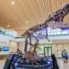 ASU Mayer Museum T-Rex