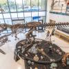 Night at the Mayer Museum