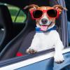 Dog Driving