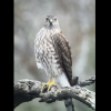 A Cooper's hawk is shown at the Barnhart Q5 Ranch in Goliad County.