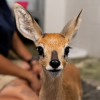 Bahari, Abilene Zoo's new baby Steenbok