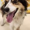 Dog at Animal Shelter 