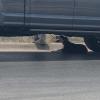 A dog escapes the heat after a car crash Wednesday, July 1, 2026.