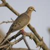 Dove Hunting