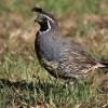 A Texas Parks and Wildlife Department roadside survey signaled good quail population numbers heading into opening day. 