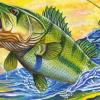 A 2026 Fish Art Contest winner is shown in this photo.
