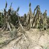 Governor Rick Perry has extended the drought disaster declaration. (Photo courtesy of thegazette.com)