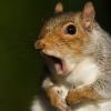 Surprised Squirrel (LIVE! Archive Image)