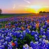 Profile picture for user Texas Wildflower