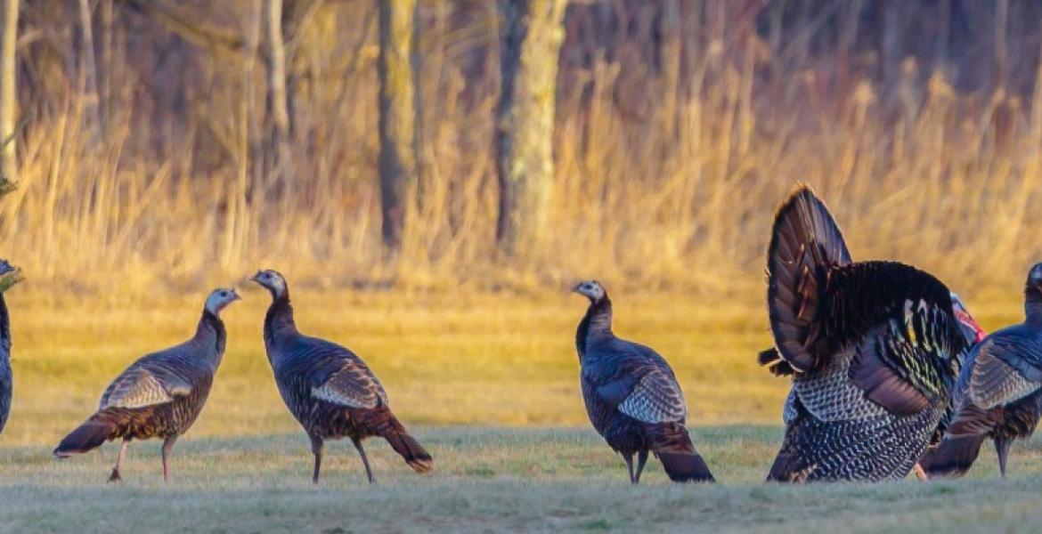 Spring Turkeys (Contributed Image/TPWD)