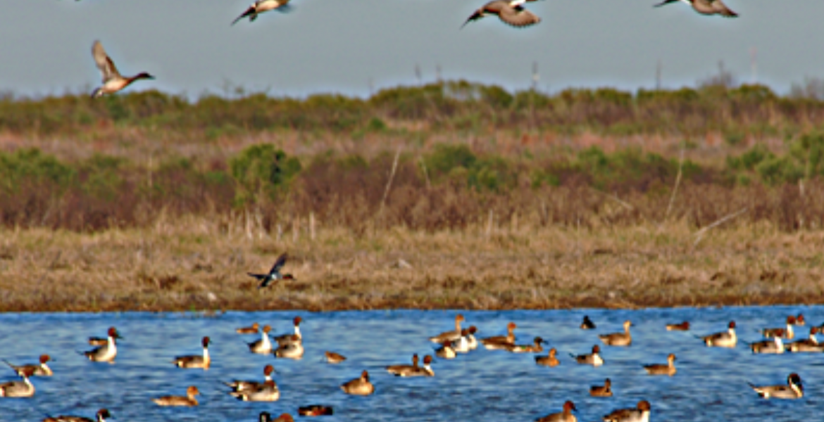 Playa Lake Ducks TPWD (Contributed/TPWD.com)