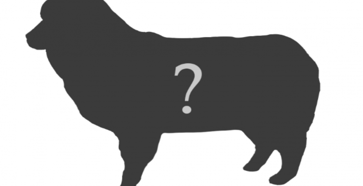 San Angelo Sheep Statue