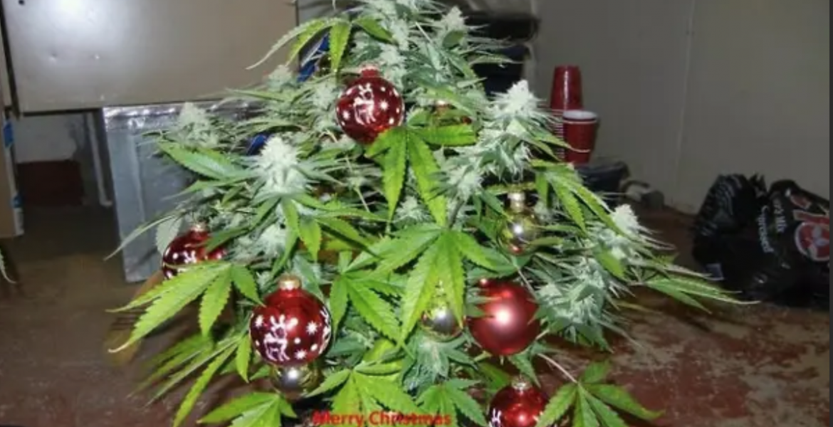 Marijuana Christmas Tree (Courtesy/googleimages)
