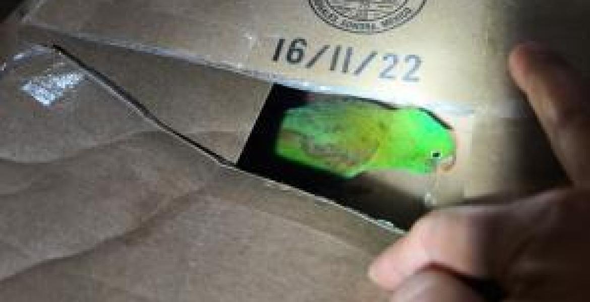 Illegal Parrot Seized by CBP in Eagle Pass (Courtesy/CBP)