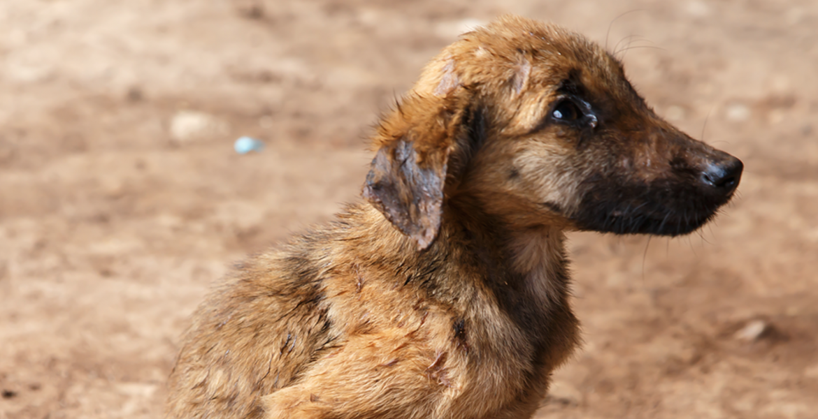 Starving Abused Dog (Courtesy/Texas Humane Network)