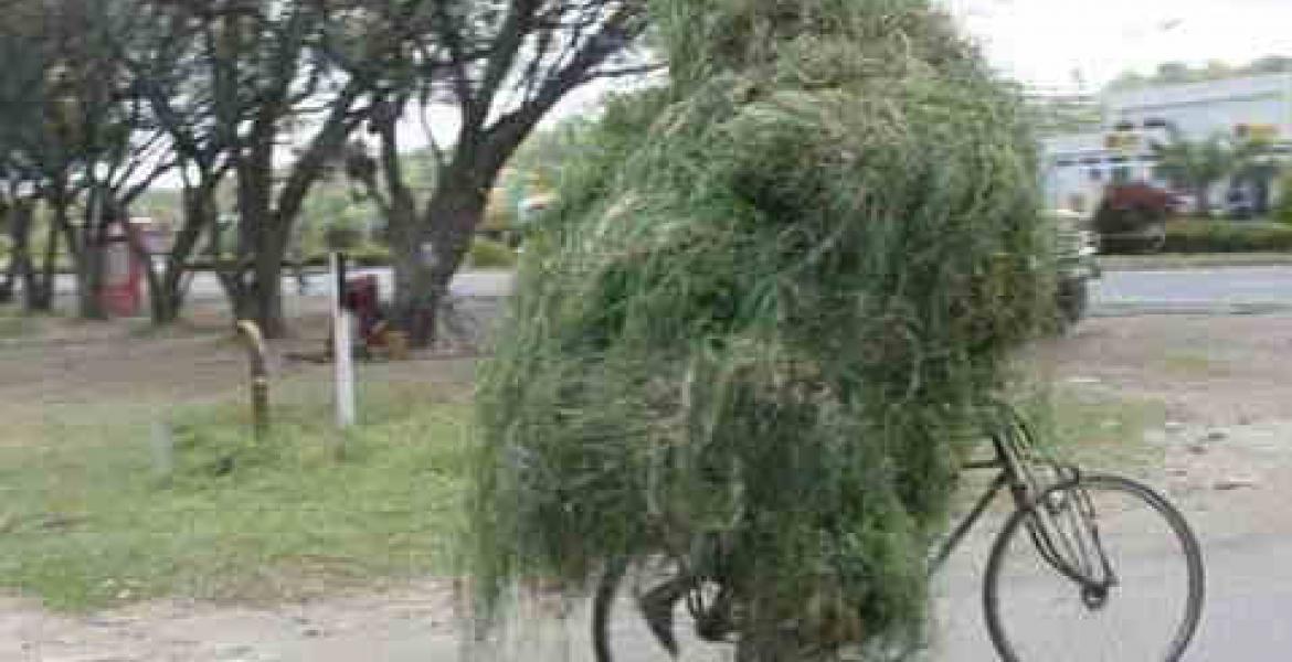 marijuana on a bicycle (Courtesy/cybersalt)