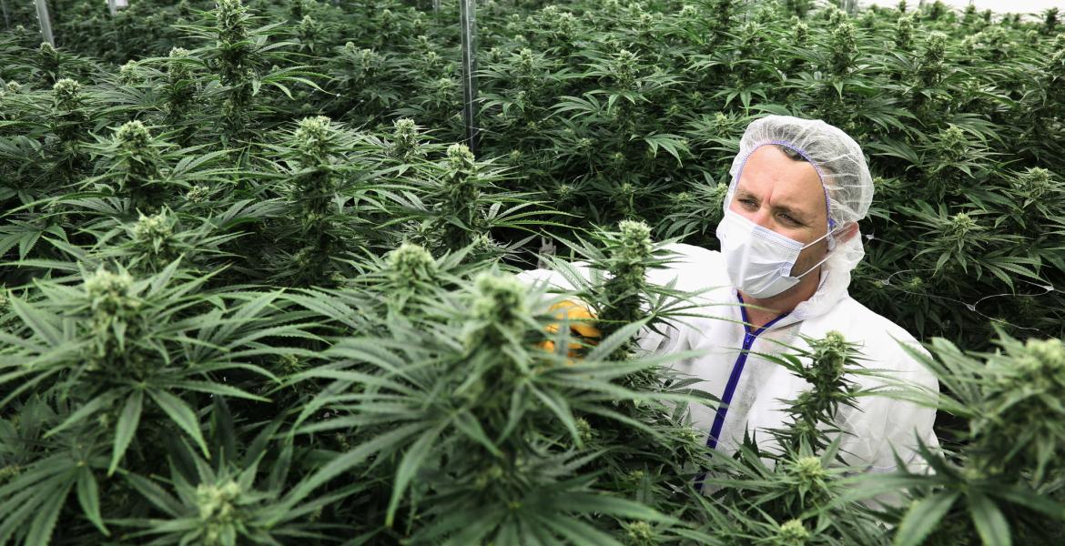 Legal Canadian Marijuana (Courtesy/NYT)