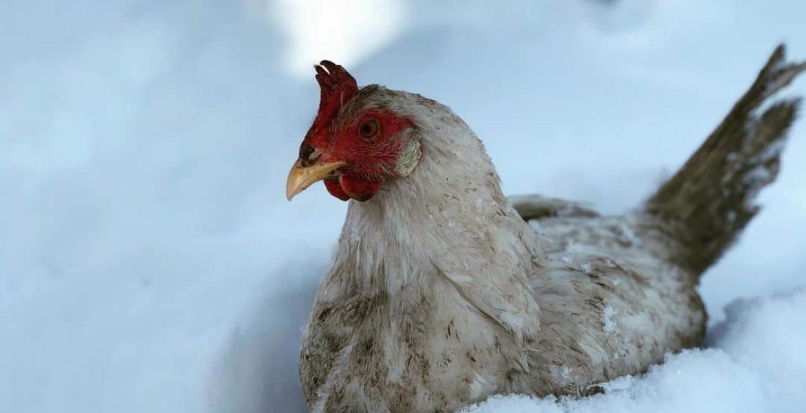 Freezing Cold Chicken/Rooster (Courtesy Chicken Scratch)