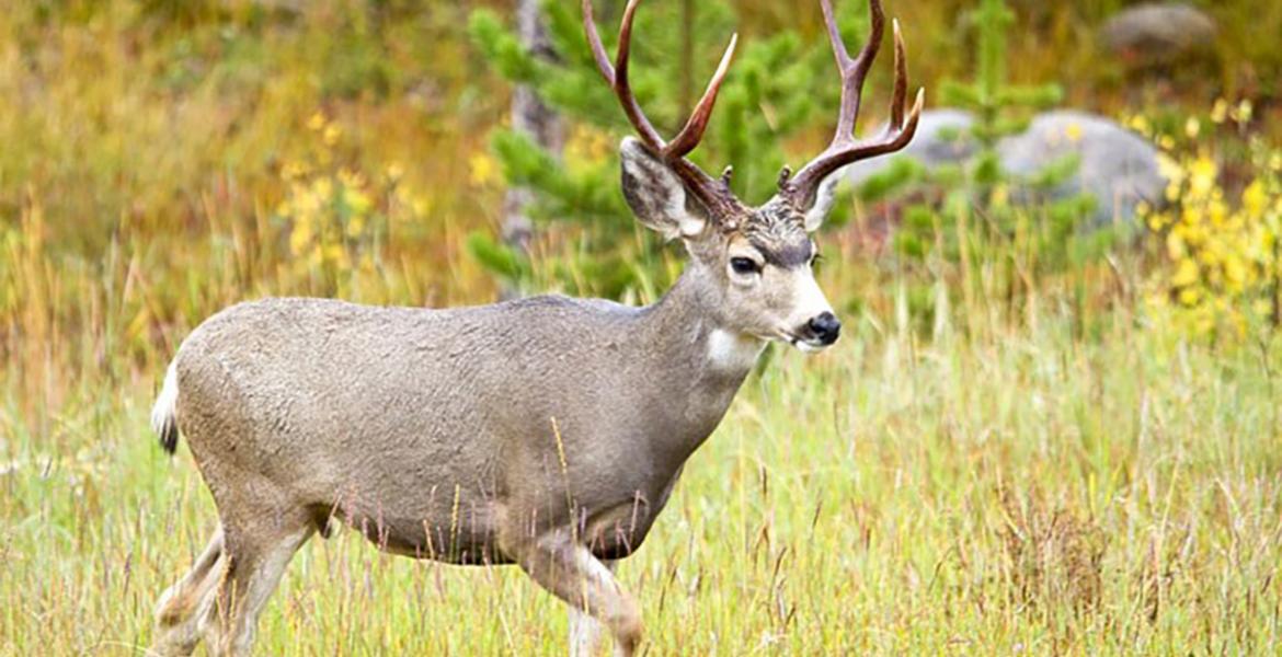 A Mule Deer