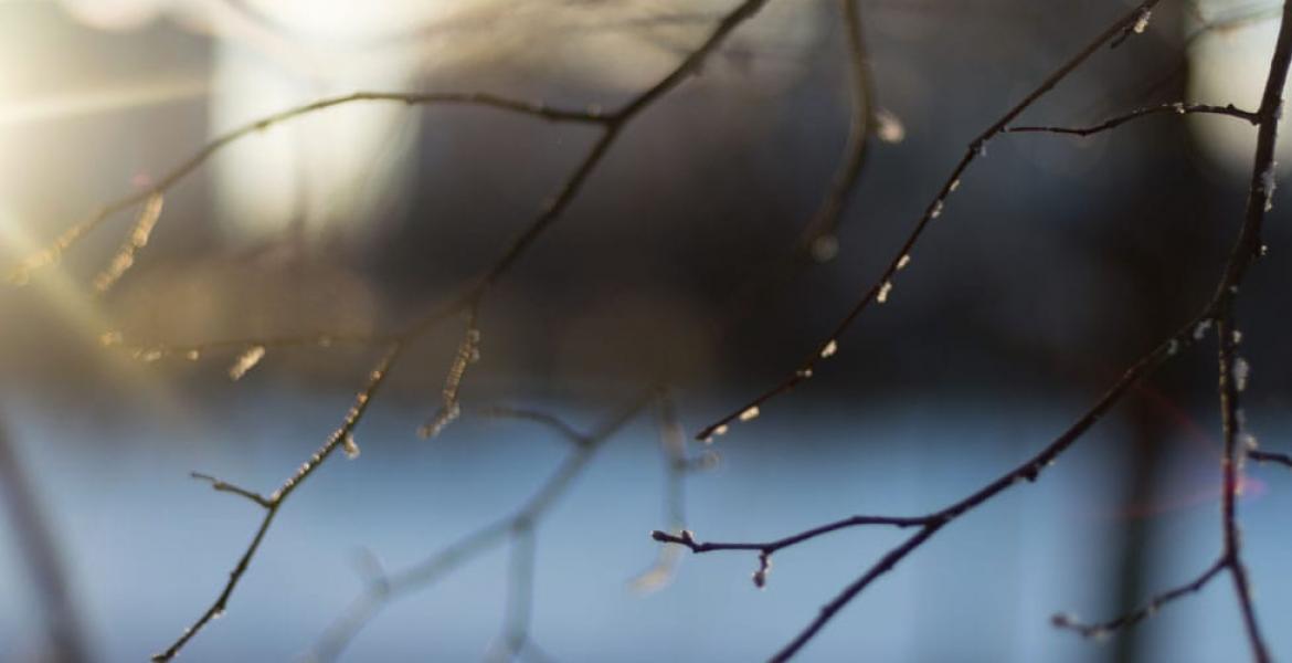 Light Freeze (Courtesy Arbor Experts)