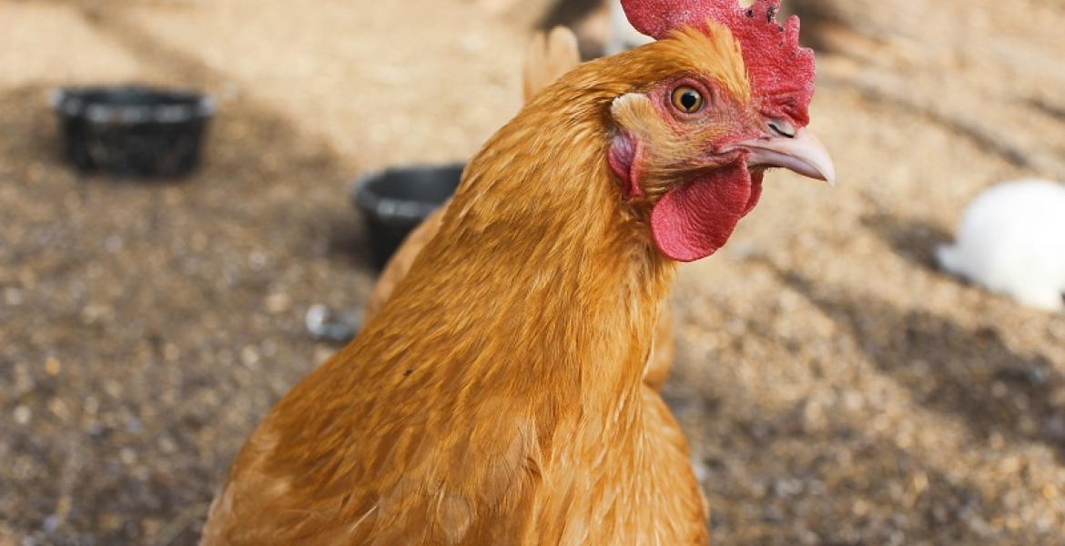 Dry Rooster (Courtesy Oak Hill Homestead)