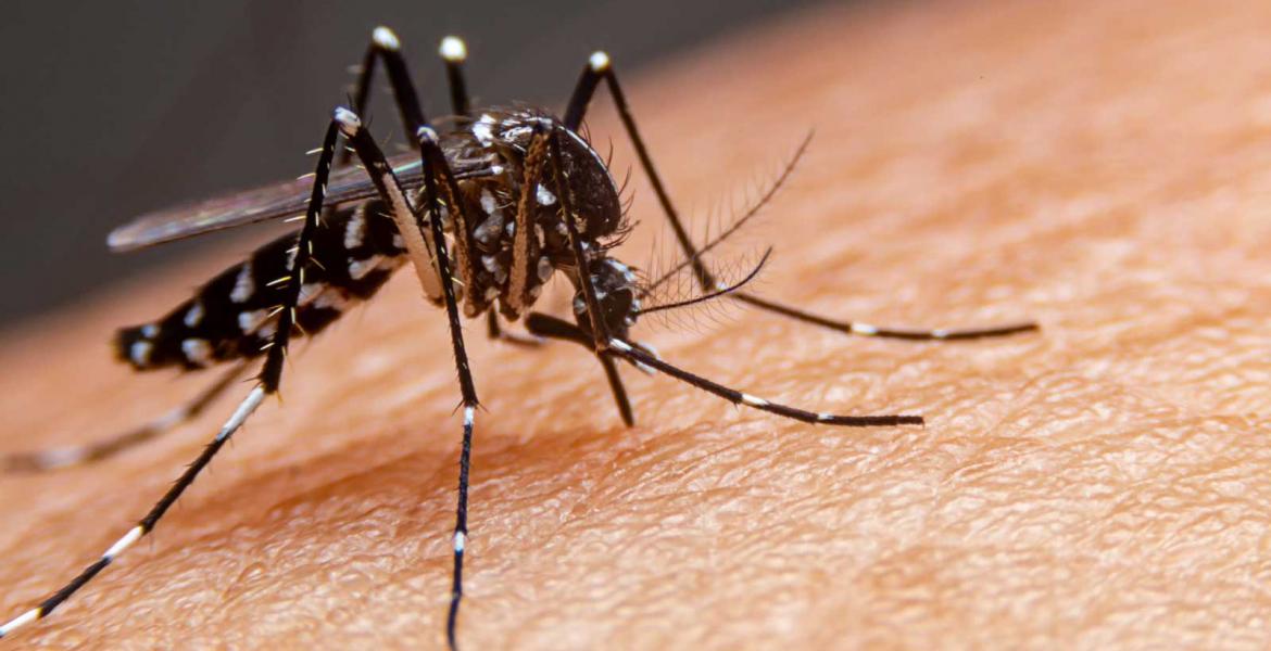 Striped mosquitoes are eating blood on human skin. Mosquitoes are carriers of dengue fever and malaria. Dengue fever is very widespread during the rainy season.