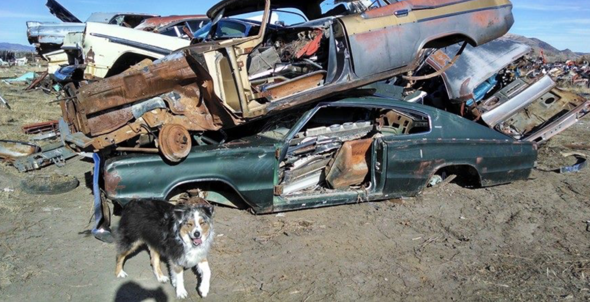 Junk Cars and Dogs Running Free Courtesy Forwardlook.net