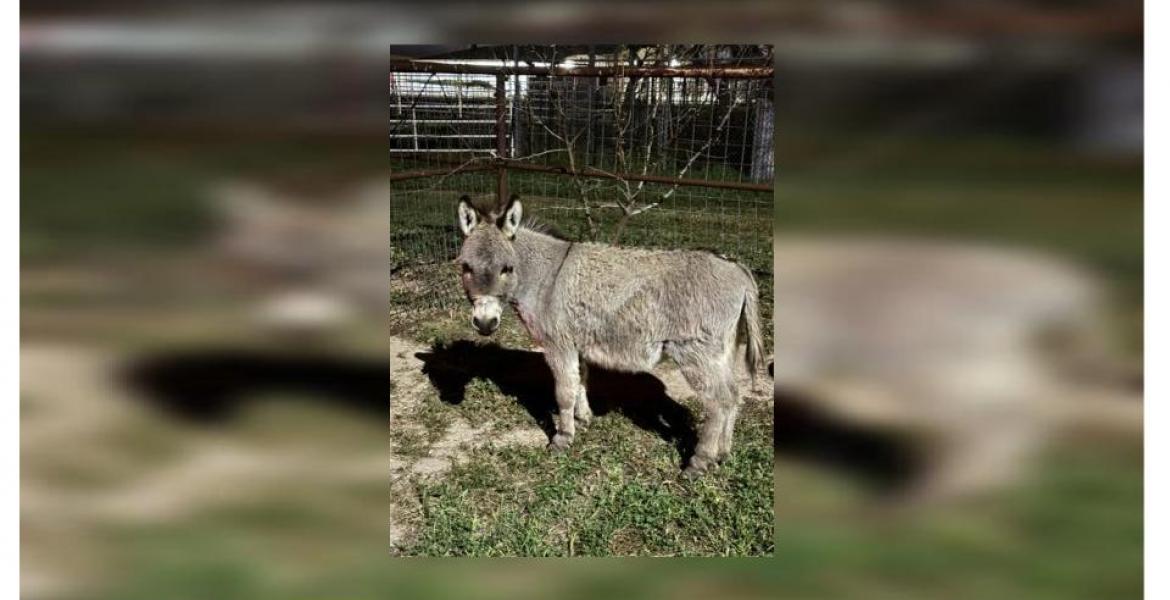 Are Golf Carts Street Smart for San Angelo?