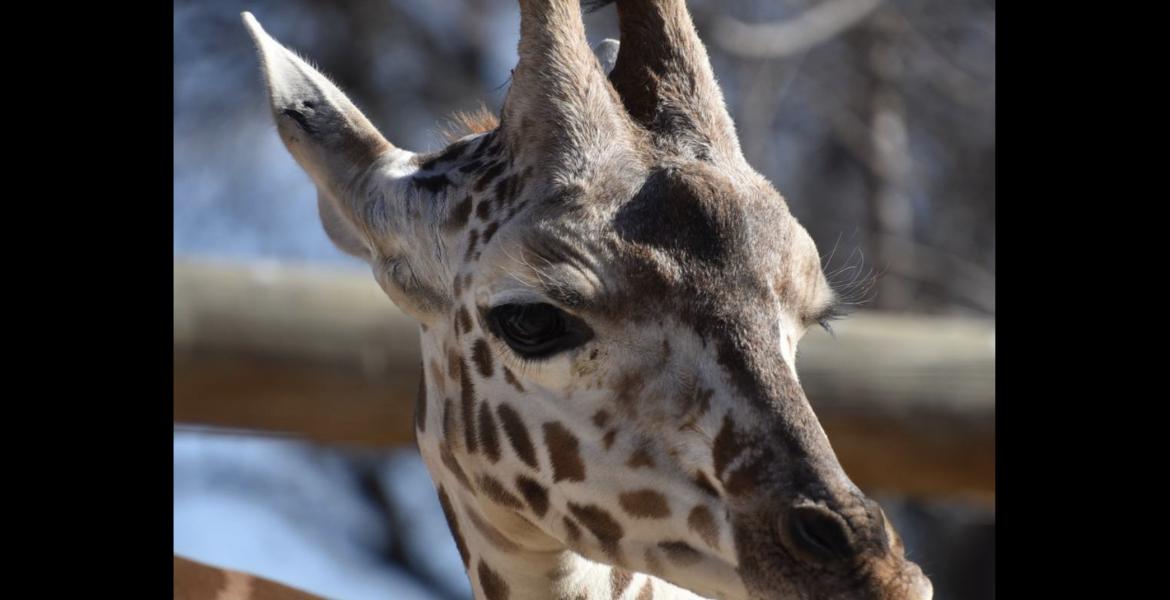 Makena the Giraffe Makena the Giraffe
