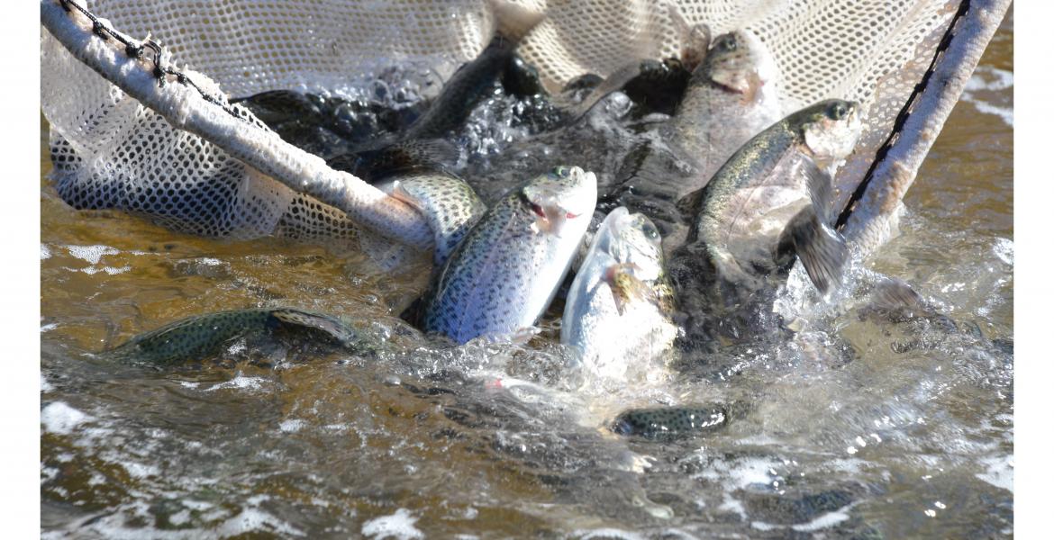 Rainbow Trout Arriving Soon at a Waterbody Near You