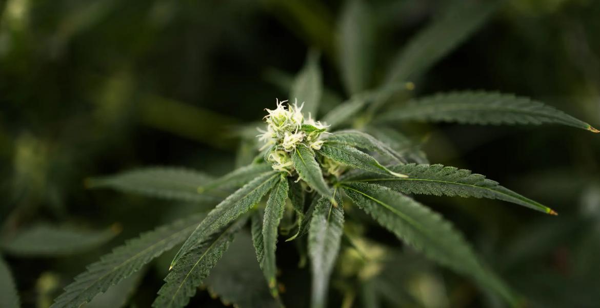 The backers of the THC ban approved by the Texas Senate said they support an expansion of the medical marijuana program in the state. Credit: Lorianne Willett/The Texas Tribune