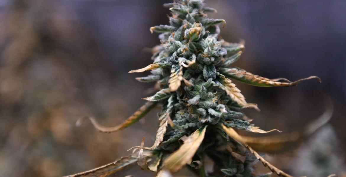 Texas lawmakers this year heavily focused their drug policy agenda on banning THC products in the state, while offsetting that by expanding the medical marijuana industry.