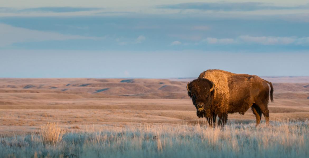 The animals I’ve always referred to as buffalo, the creatures that used to migrate up and down the great plains region of the US, are actually American bison, which are not exactly buffalo.