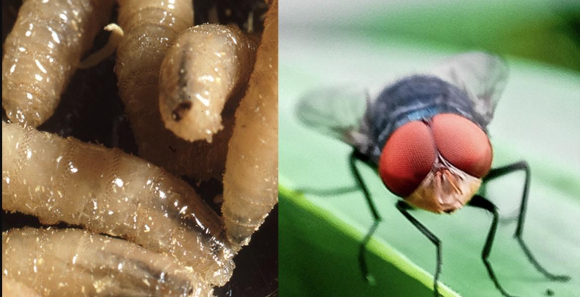 New World Screwworm and its adult Fly form
