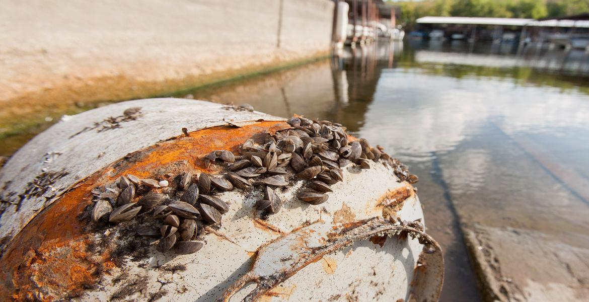 Clean Drain Dry Zebra Mussels