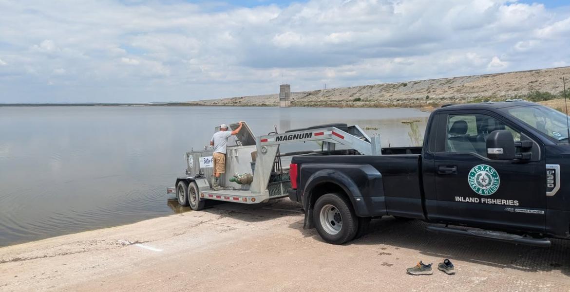 A total of 1,500 channel catfish were stocked into O.C. Fisher Reservoir on Monday to help rebuild the fish population in the lake at San Angelo State Park. A total of 1,500 channel catfish were stocked into O.C. Fisher Reservoir on Monday to help rebuild the fish population in the lake at San Angelo State Park.