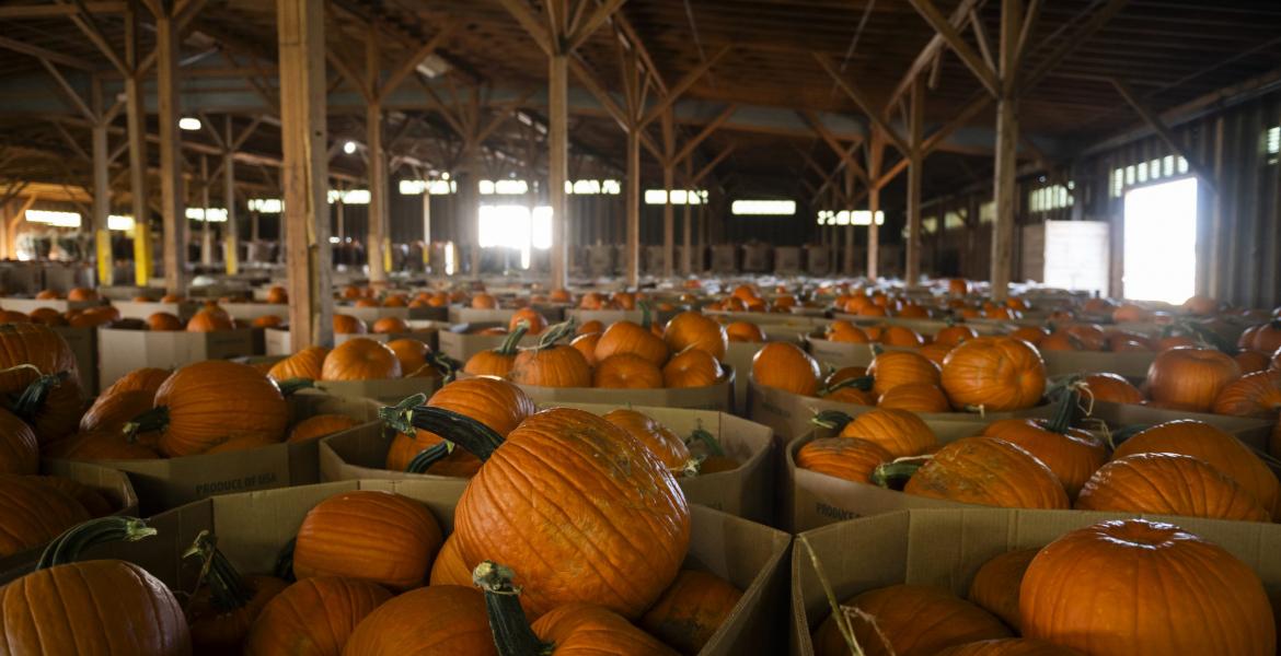 The small Texas town of Floydada has become known as the Pumpkin Capital of the U.S. The small Texas town of Floydada has become known as the Pumpkin Capital of the U.S.