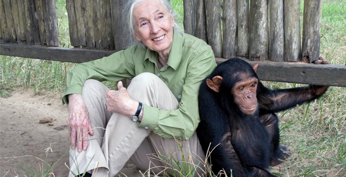 Jane Goodall Jane Goodall