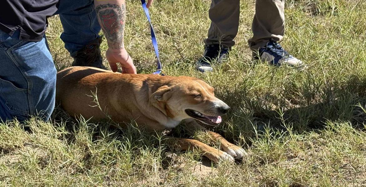 A dog was injured Thursday after being dragged by a rope attached to a vehicle outside the San Angelo animal shelter, according to Concho Valley PAWS. A dog was injured Thursday after being dragged by a rope attached to a vehicle outside the San Angelo animal shelter, according to Concho Valley PAWS.