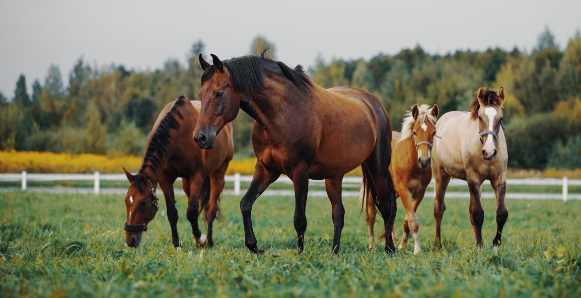 Equine, Horses