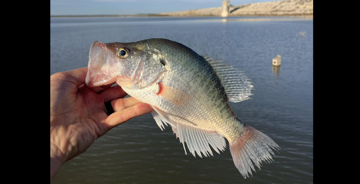 O.C. Fisher Reservoir, which continues to recover after falling below 1% capacity, was stocked with white crappie Wednesday.