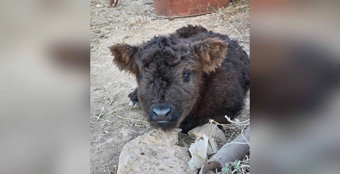 A newborn Mini Highland heifer valued at about $15,000 was reported stolen from a gated ranch on Reece Road on Monday, according to the animal’s owner.