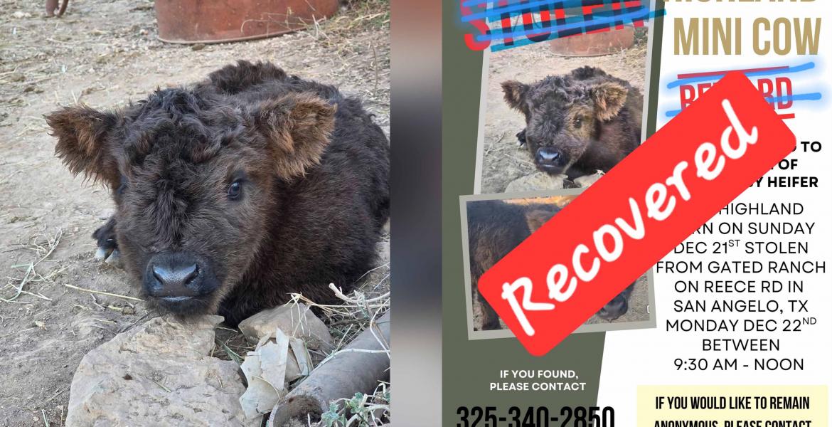 Missing Newborn Heifer Returned After Overnight Search in Tom Green County