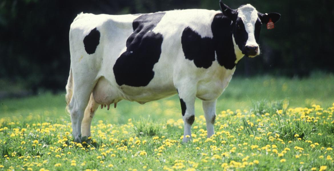 A cow that appears to be located in east Texas.