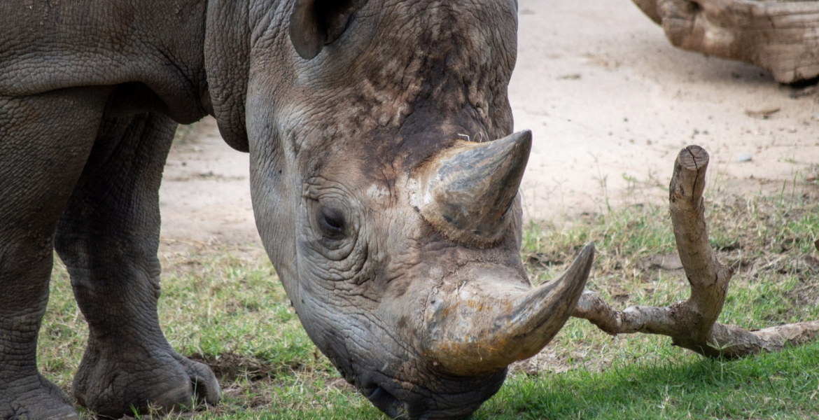 Uhuru the Rhino from the Abilene Zoo