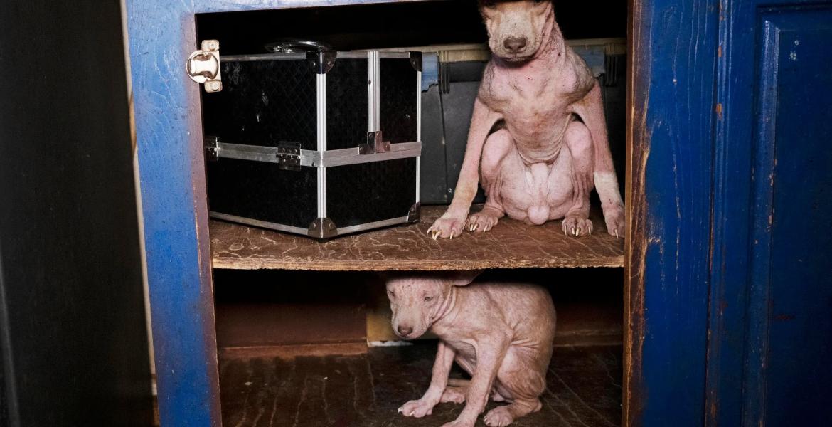 Humane World for Animals assists the Runnels County Sheriff’s Office with the rescue of dozens of dogs and several ducks, chickens and horses from alleged neglect in Ballinger, Texas on Feb. 3, 2026.