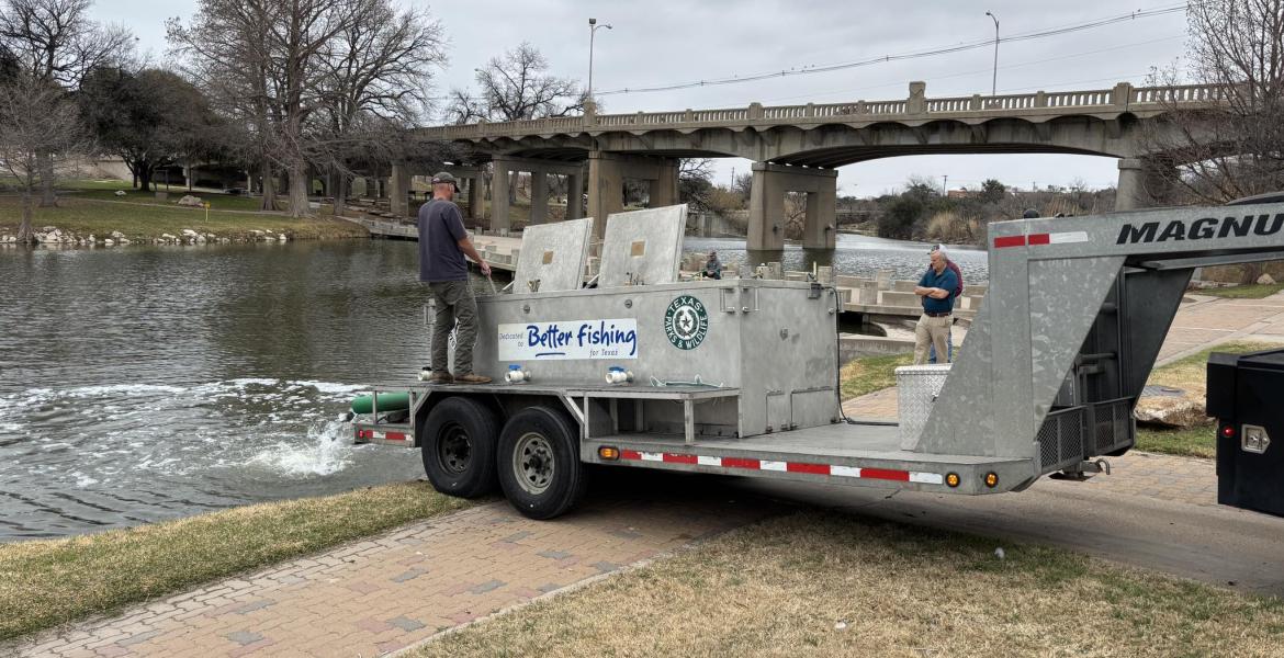 More than 700 rainbow trout were stocked in the Concho River downtown Friday, Feb. 20, by the Texas Parks and Wildlife Department in the final planned trout stocking of the season.
