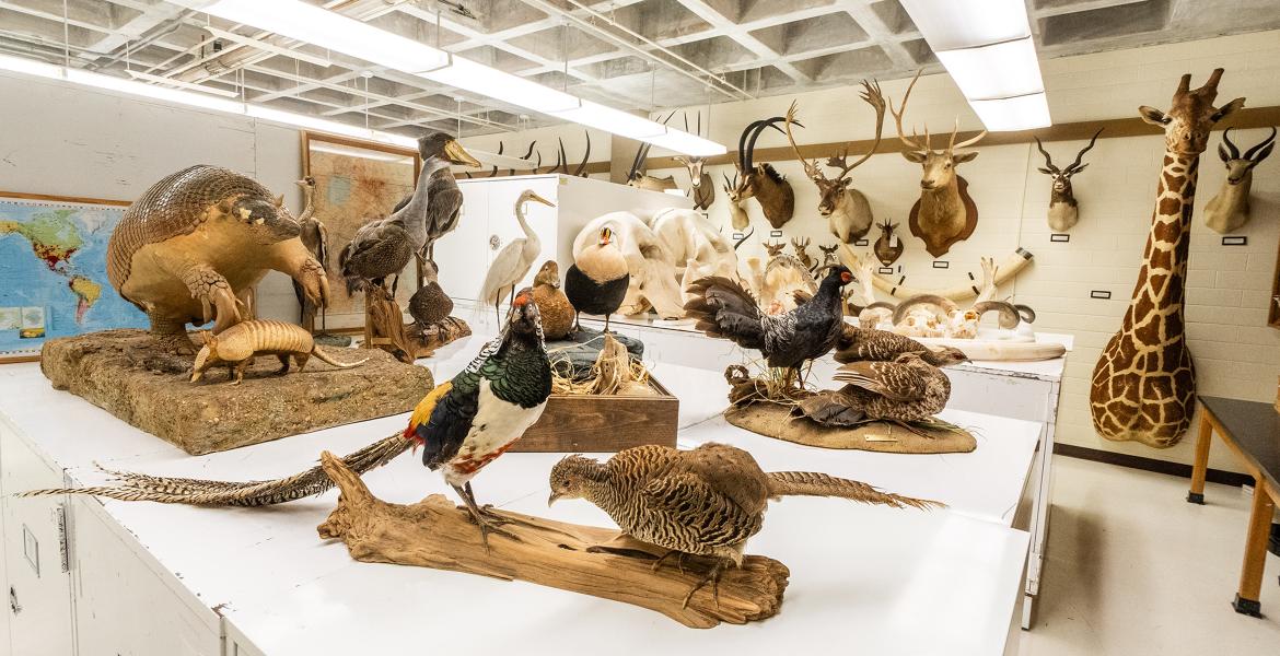 Angelo State Natural History Collections specimens